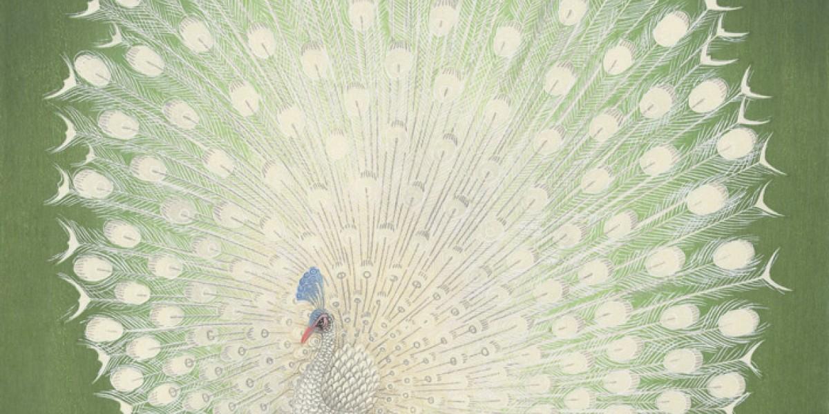 Albino pfau im licht der dämmerung - artwork in frame preview