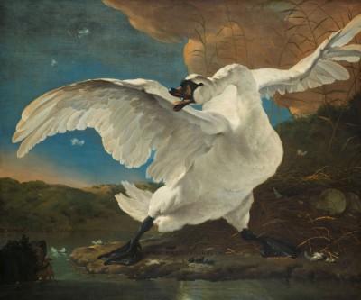 De bedreigde zwaan im lichtspiel der natur - artwork in frame preview