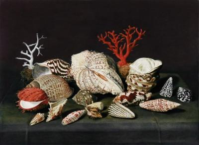 Stillleben mit muscheln und korallen am meer