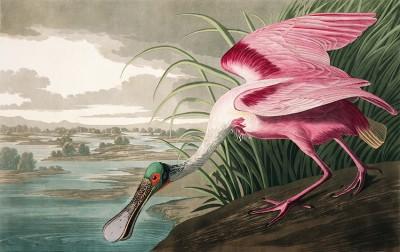The pink spoonbill im outdoor-grün