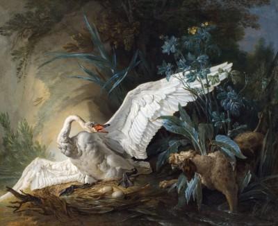 Water spaniel überrascht schwan auf nest