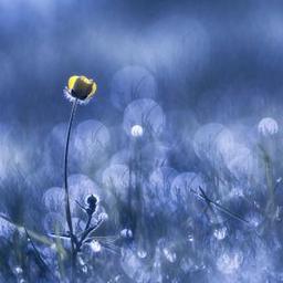 Benjamine Hullot Scalvenzi