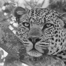 Emma Allen-Rowlandson