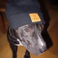 Florentin Vinogradof