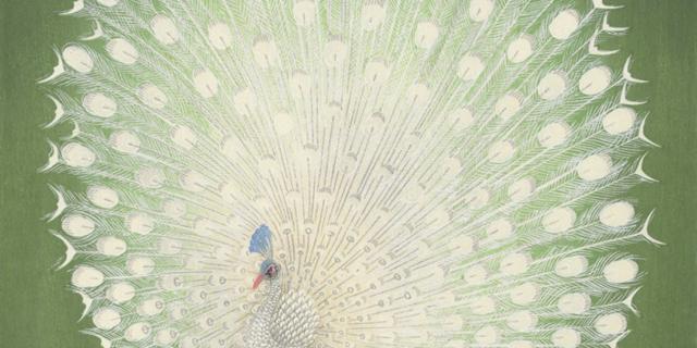 Albino pfau im licht der dämmerung