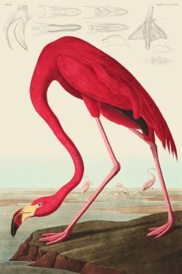 American flamingo in outdoor-szenerie