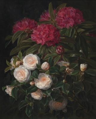 Camellias and rhododendrons im gartenlicht