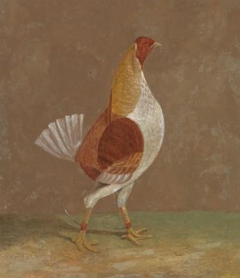 Fighting cocks right: lebendige outdoor-szene in highkey - artwork in frame preview