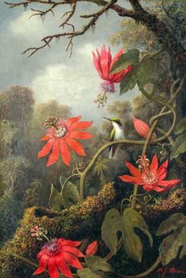Kolibri und passionblumen im outdoor-motiv